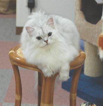 CAT_DSC_0372.jpg